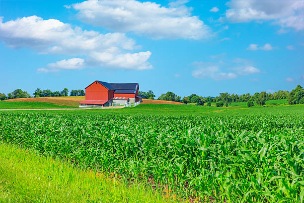 istock Midwest farm with spring corn crop and red barn,USA 513691316