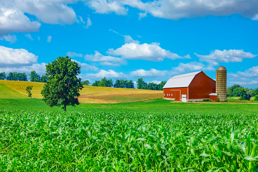 Spring corn crop fills the foreground leading back to a farm with a red barn and rolling hill background with clouds above, Midwest USA