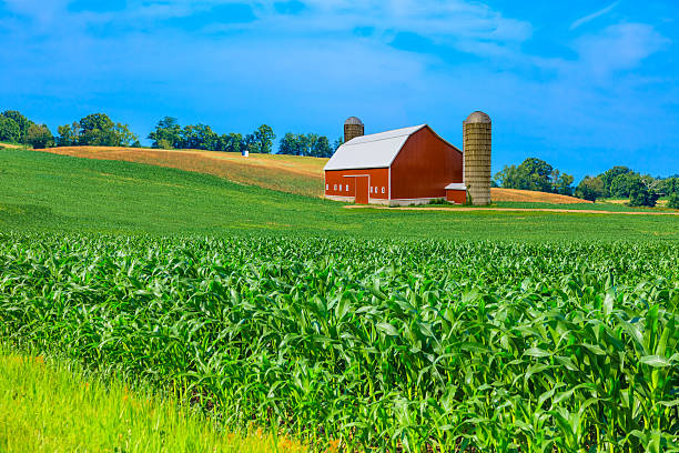 istock Midwest farm with spring corn crop and red barn,USA 513691394