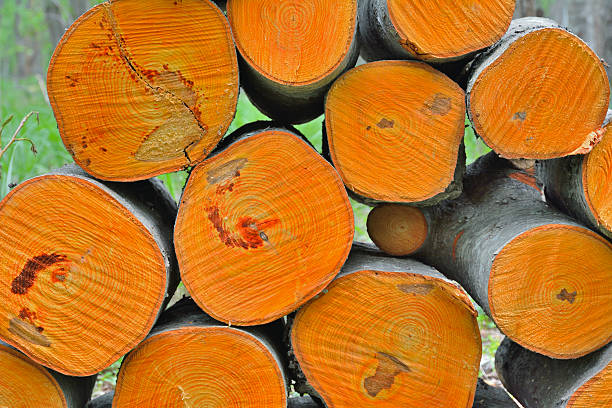 A close up of the pile of alder logs.