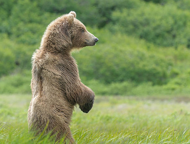 ter na fila junça relva - katmai peninsula imagens e fotografias de stock