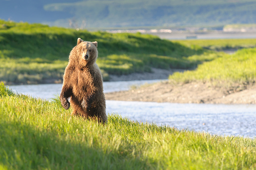 Standing Bear in Twilight River Landscape