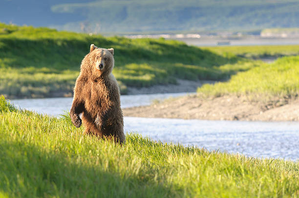Standing Bear in Twilight River Landscape stock photo