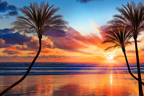 Southern California sunset beach with backlit palm trees Backlit palm trees and sandy beach fills the foreground leading back to dramatic sunburt sunset and cloudscape; Southern California san diego stock pictures, royalty-free photos & images
