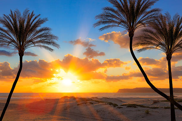istock Southern California sunset beach with backlit palm trees 513694058