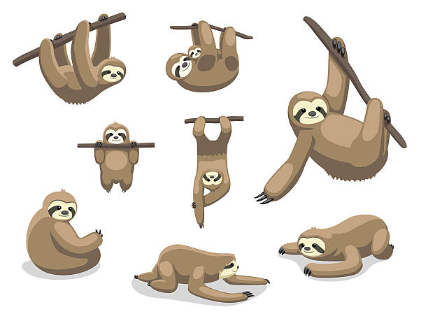 Sloth Poses Cartoon Vector Illustration Animal Character EPS10 File Format sloth stock illustrations