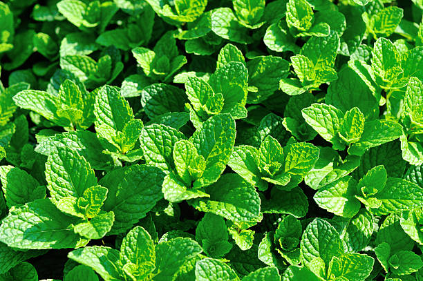 istock mint plant grow at vegetable garden 513694776