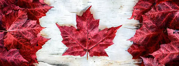 Photo of Canada Flag Made with Leaves on Birch - Banner