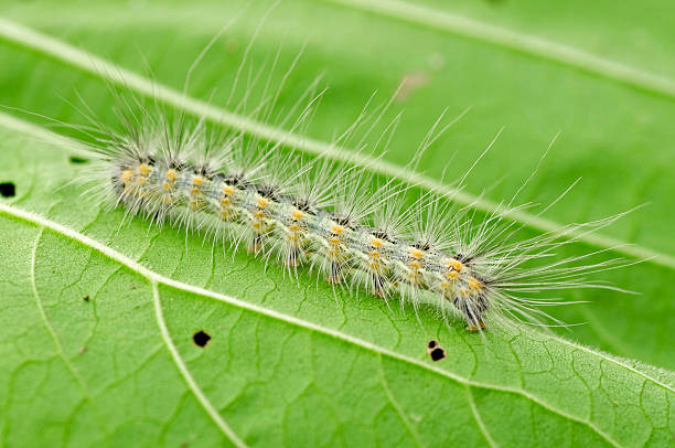 istock Caterpillar in the green leaf 513702489