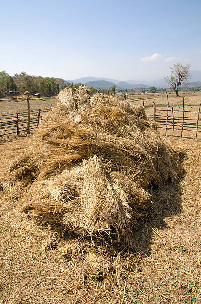 istock The straw haystack on the field after harvesting 513702823