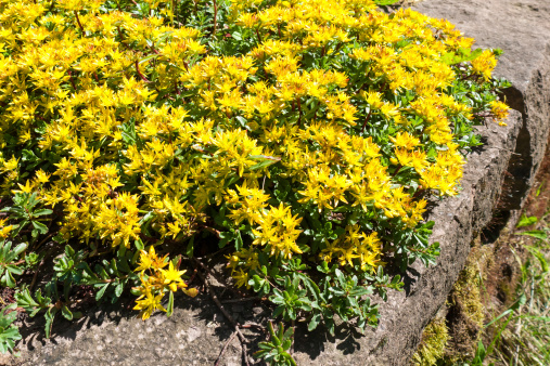 Early spring yellow flowering groundcover plant Stonecrop