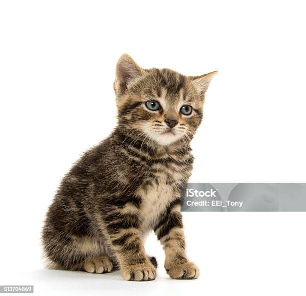 Cute Tabby Kitten On White Stock Photo - Download Image Now - Animal, Cute, Domestic Cat