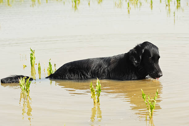 Flat-coated Retriever is in puddle and is drinking water