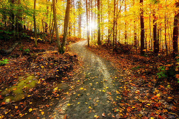 sonne scheint durch die golden waldweg - vibrant color tree day autumn stock-fotos und bilder
