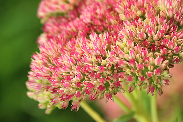 sedum spectabile fleurs rose, fleurs hylotelephium spectabile image stonecrop, glace-plante - succulent plant sedum temperate flower perennial photos et images de collection