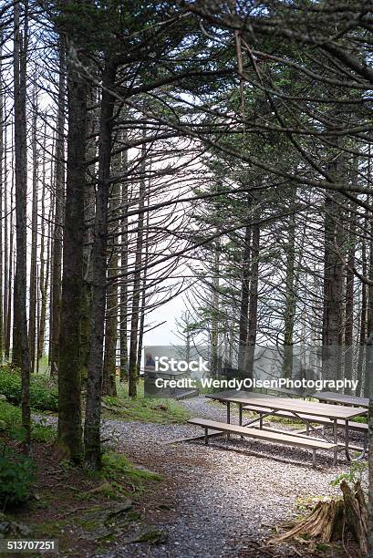 Picnic Tables In A Forest Stock Photo - Download Image Now - Forest, No People, Outdoors