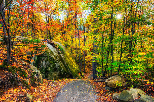 rocky caminho em uma floresta de outono - cottage autumn wood woods imagens e fotografias de stock