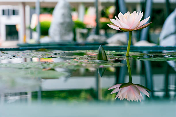 istock Beautiful pink lotus flower in pond with reflection 513708141