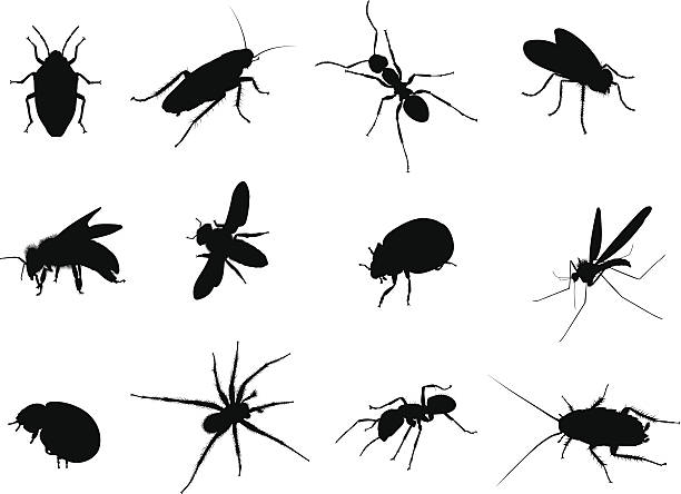 ilustraciones, imágenes clip art, dibujos animados e iconos de stock de corrección de negro siluetas ilustración vectorial - mosca insecto