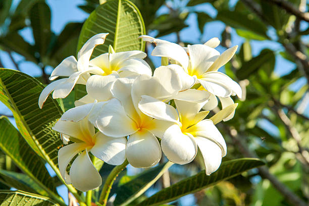 istock Plumeria (frangipani) flowers on tree 513708801