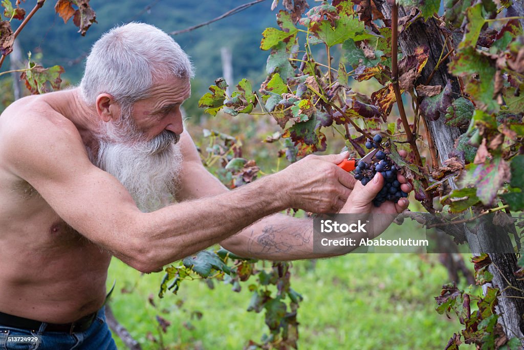 Senior hombre con barba larga retiro de uvas, cosechar en Europa - Foto de stock de 65-69 años libre de derechos