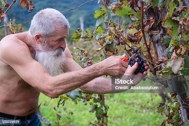 Senior Hombre Con Barba Larga Retiro De Uvas Cosechar En Europa Foto de stock y más banco de imágenes de 65-69 años