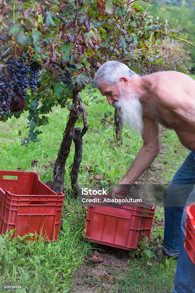 Senior hombre con barba larga durante la recolección en Europa - Foto de stock de 65-69 años libre de derechos