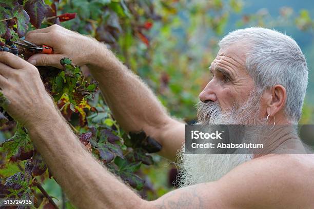 Retrato De Hombre Mayor Con Barba Larga Retiro De Uvas Europa Foto de stock y más banco de imágenes de 65-69 años