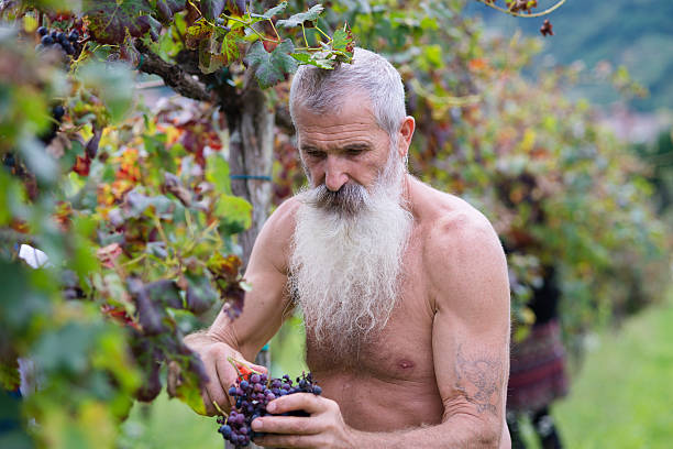 istock Senior Man with Long Beard Picking Grapes, Harvesting in Europe 513724947