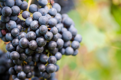 A cluster of ripe grapes ready to pick. Close up, Europe.