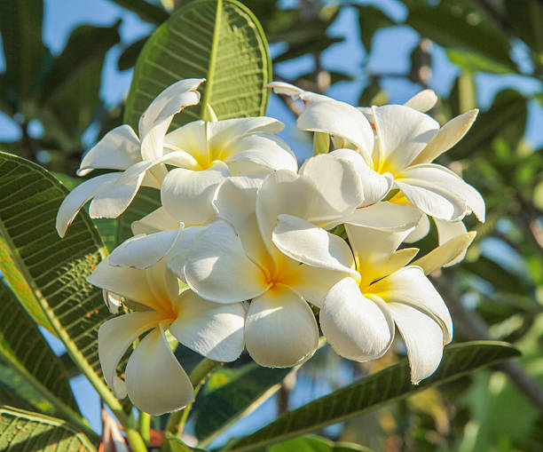 istock Plumeria (frangipani) flowers on tree 513725171