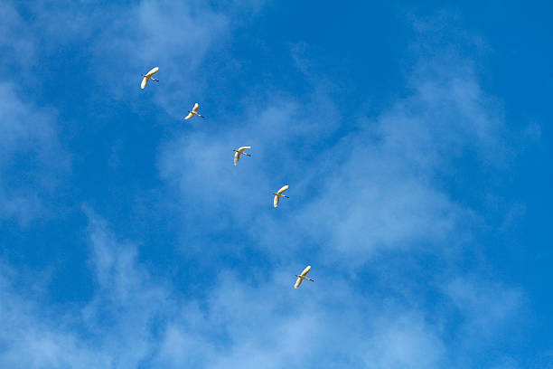 istock Blue sky and flying birds 513725293