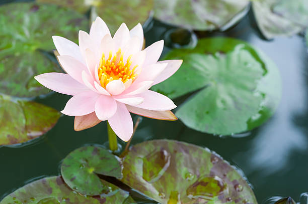istock Beautiful pink lotus flower in pond 513725721