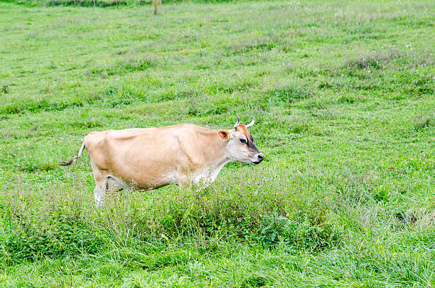 istock Alone cow eating grass in green pasture 513725735