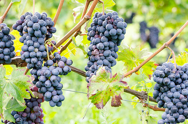 istock Red grapes and leaves in vineyard landscape 513725873