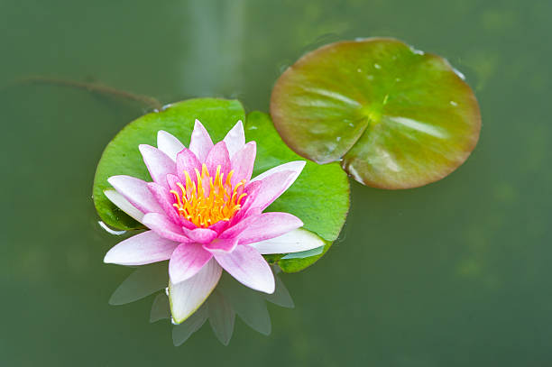 istock Beautiful pink lotus flower in pond 513725883