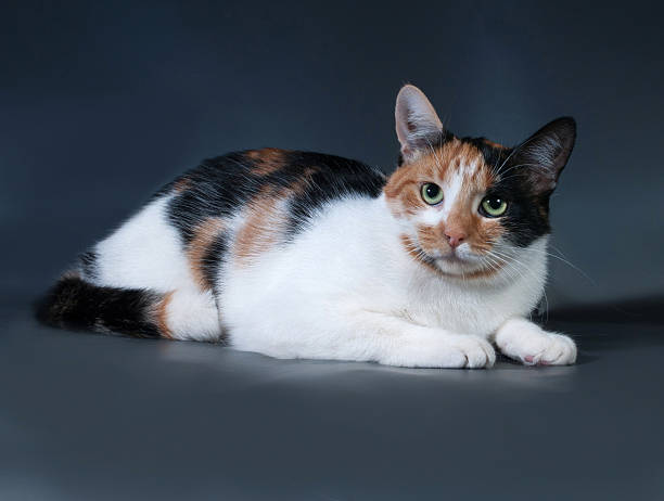 istock Tricolor cat lies on dark gray 513725925