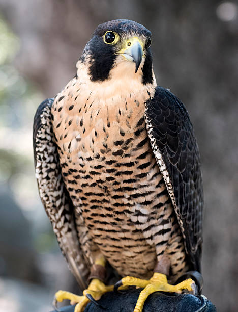 istock Peregrine Falcon 513726117