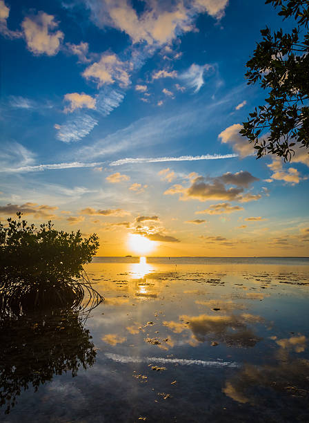 istock Sunset over mangrove bay near Key Largo, Florida 513727055