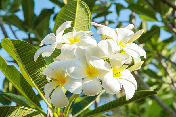 istock Plumeria (frangipani) flowers on tree 513727179