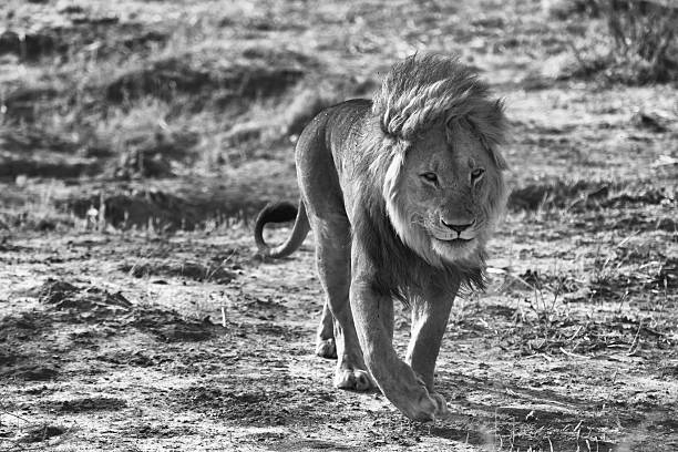 istock Walking Lion, Savuti National Park, Botswana 513727189