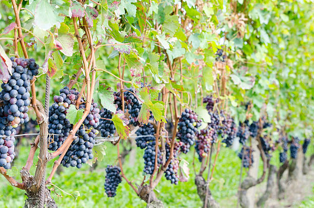 istock Red grapes and leaves in vineyard landscape 513727329
