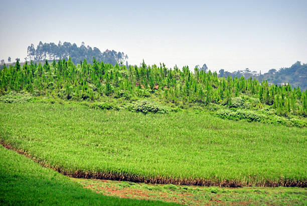 istock Forest and sugar plantation, deforestation in Uganda 513727545