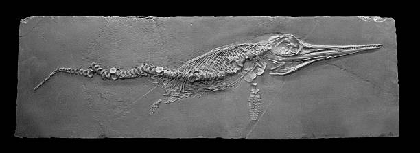 Marine fossil reptile
