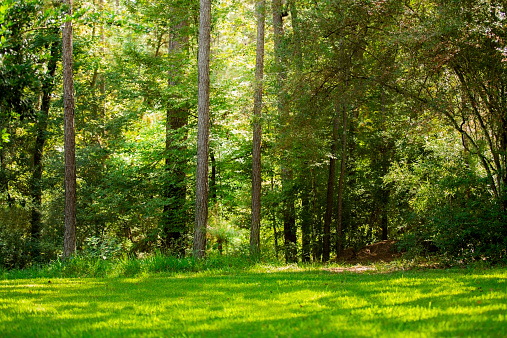 Prado, el bosque en Texas, Estados Unidos.  Verde, exuberantes árboles.  Sin personas. photo