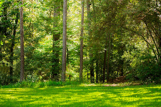 Meadow, forest in Texas, USA. Green, lush trees. No people. Empty meadow and forest beyond in a state park in Texas, USA. Summer season.  Green trees, grass..  Great nature background. hardwood tree stock pictures, royalty-free photos & images