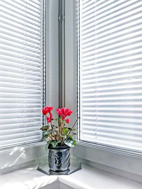 istock Cyclamen at the window 513727881
