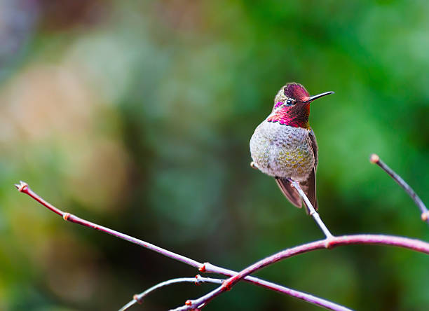 istock Anna's Hummingbird closeup looking at camera 513728217