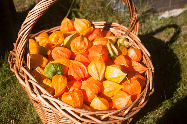 a lot of green, yellow and orange Physalis in a basket