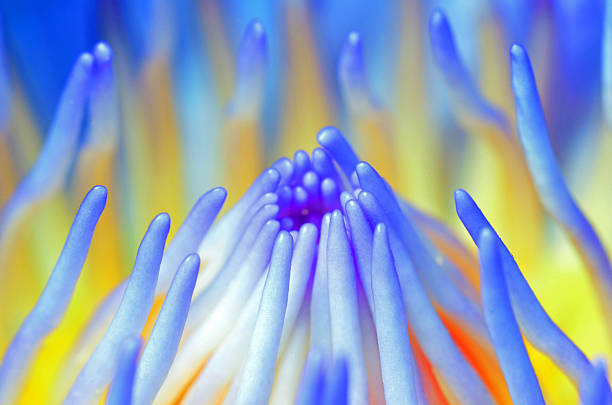 istock Closeup the pollen lotus 513729763